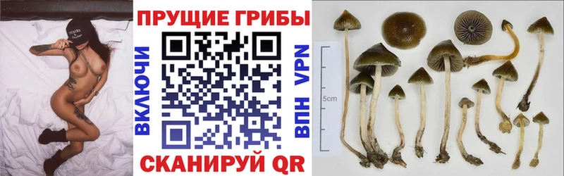 Галлюциногенные грибы ЛСД купить наркоту Петрозаводск